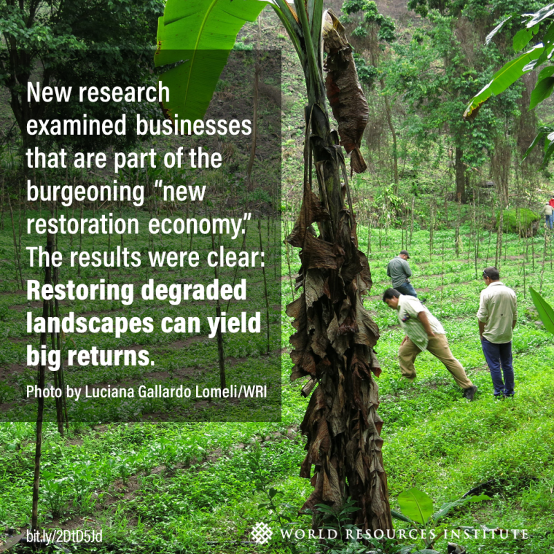 The Business of Growing Trees A Growing Investment Opportunity